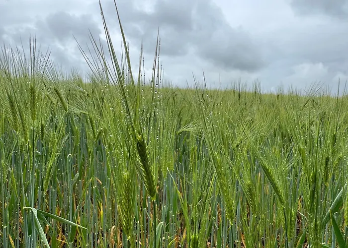 Waldweg 33 Casa de Férias Loose